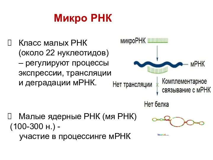 Микро РНК Класс малых РНК (около 22 нуклеотидов) – регулируют