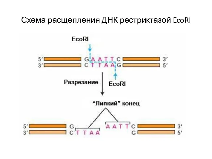 Схема расщепления ДНК рестриктазой EcoRI
