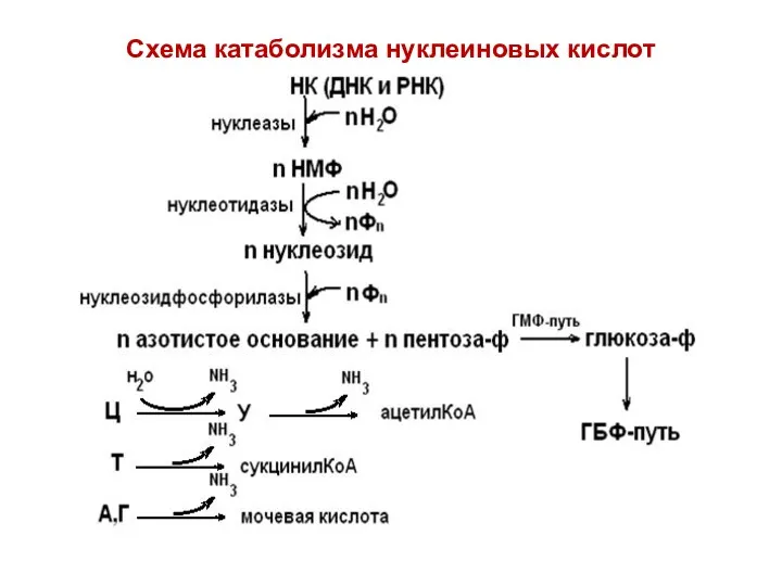 Схема катаболизма нуклеиновых кислот