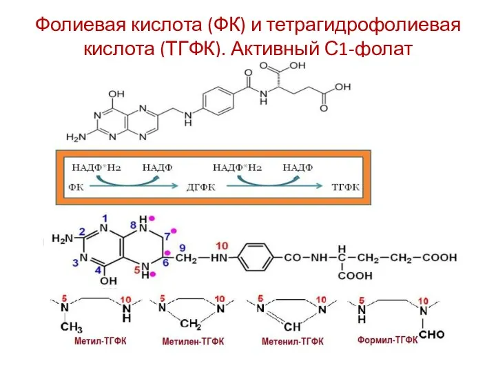 Фолиевая кислота (ФК) и тетрагидрофолиевая кислота (ТГФК). Активный С1-фолат