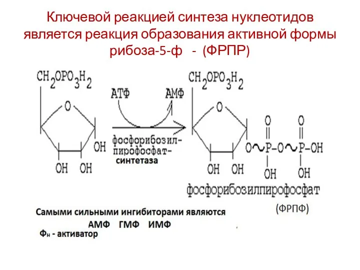 Ключевой реакцией синтеза нуклеотидов является реакция образования активной формы рибоза-5-ф - (ФРПР)