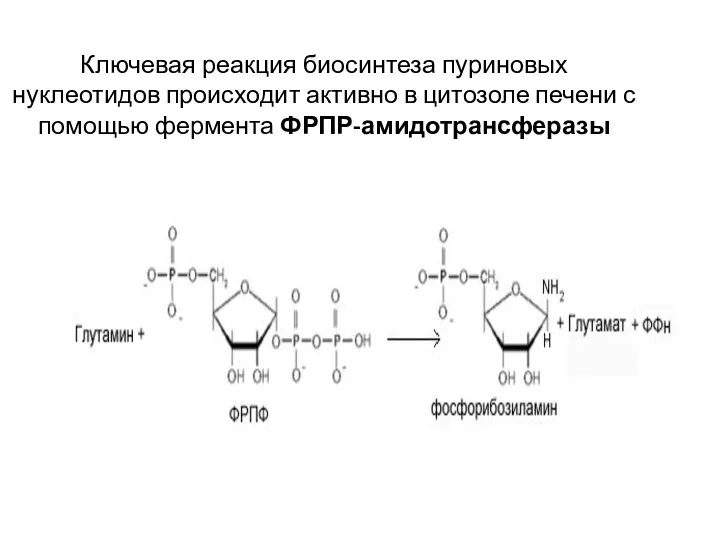 Ключевая реакция биосинтеза пуриновых нуклеотидов происходит активно в цитозоле печени с помощью фермента ФРПР-амидотрансферазы
