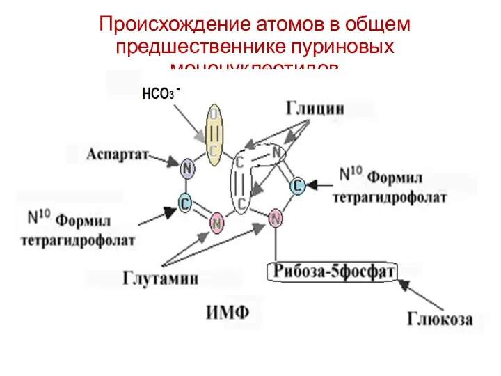 Происхождение атомов в общем предшественнике пуриновых мононуклеотидов