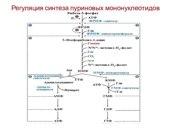 Регуляция синтеза пуриновых мононуклеотидов