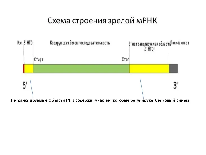 Нетранслируемые области РНК содержат участки, которые регулируют белковый синтез