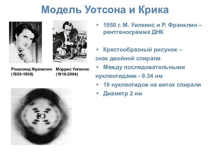 Модель Уотсона и Крика 1950 г. М. Уилкинс и Р.