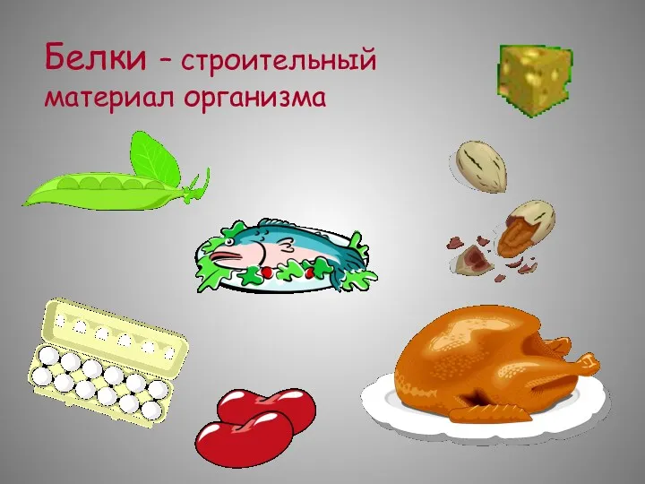 Белки – строительный материал организма