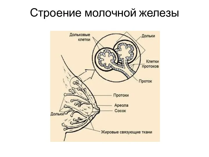 Строение молочной железы