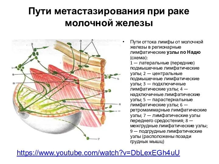 Пути метастазирования при раке молочной железы Пути оттока лимфы от