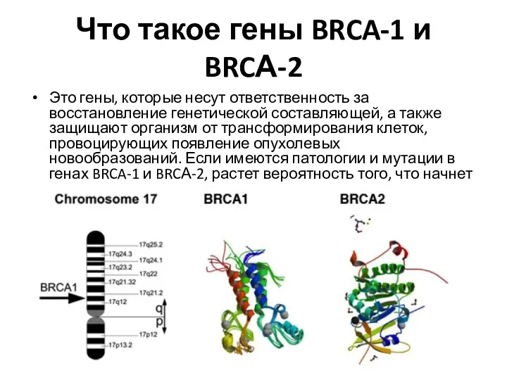 Что такое гены BRCA-1 и BRCА-2 Это гены, которые несут