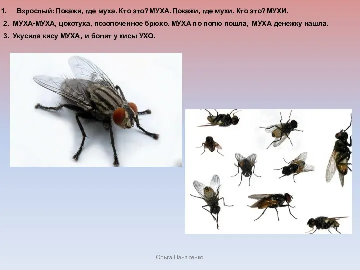 Ольга Панасенко Взрослый: Покажи, где муха. Кто это? МУХА. Покажи, где мухи. Кто