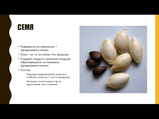 СЕМЯ Развивается из семяпочки = зародышевого мешка Семя - не