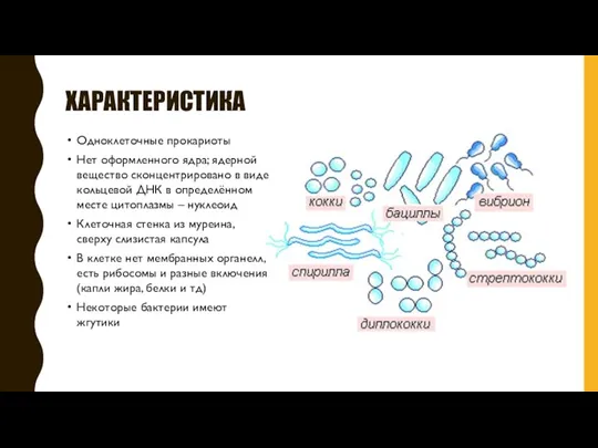 ХАРАКТЕРИСТИКА Одноклеточные прокариоты Нет оформленного ядра; ядерной вещество сконцентрировано в