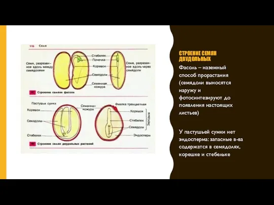 СТРОЕНИЕ СЕМЯН ДВУДОЛЬНЫХ Фасоль – наземный способ прорастания (семядоли выносятся