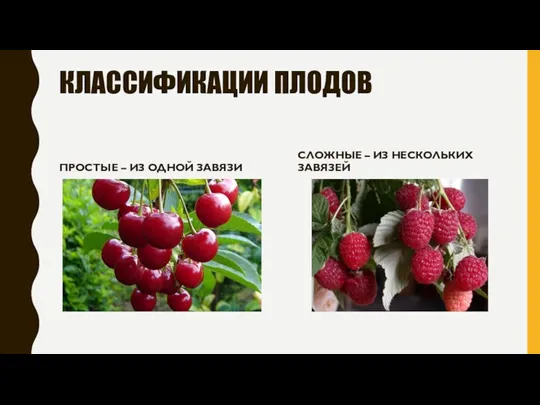 КЛАССИФИКАЦИИ ПЛОДОВ ПРОСТЫЕ – ИЗ ОДНОЙ ЗАВЯЗИ СЛОЖНЫЕ – ИЗ НЕСКОЛЬКИХ ЗАВЯЗЕЙ