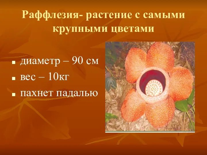 Раффлезия- растение с самыми крупными цветами диаметр – 90 см вес – 10кг пахнет падалью