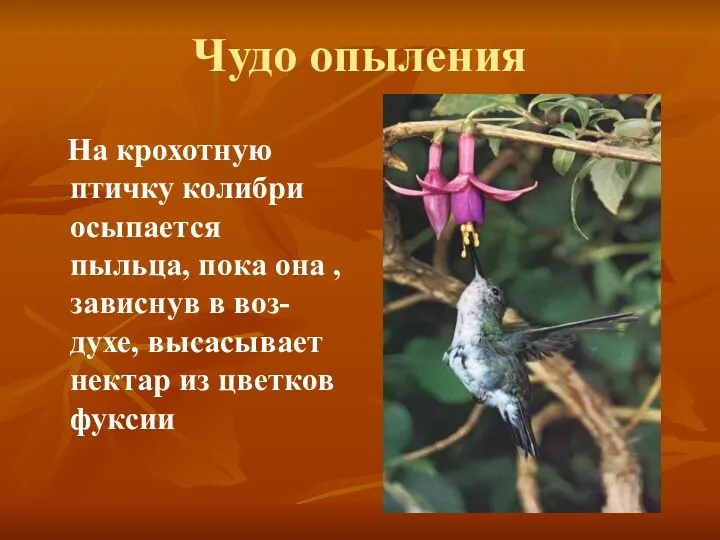 Чудо опыления На крохотную птичку колибри осыпается пыльца, пока она , зависнув в
