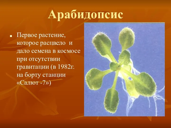 Арабидопсис Первое растение, которое расцвело и дало семена в космосе при отсутствии гравитации