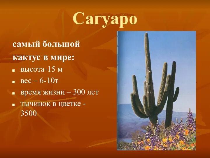Сагуаро самый большой кактус в мире: высота-15 м вес – 6-10т время жизни