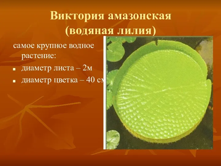 Виктория амазонская (водяная лилия) самое крупное водное растение: диаметр листа – 2м диаметр