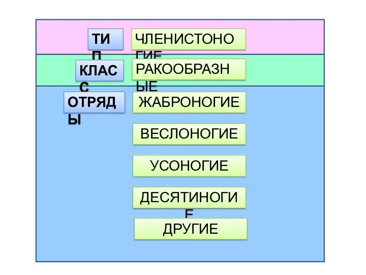 ЧЛЕНИСТОНОГИЕ ТИП КЛАСС РАКООБРАЗНЫЕ ОТРЯДЫ ЖАБРОНОГИЕ ВЕСЛОНОГИЕ УСОНОГИЕ ДЕСЯТИНОГИЕ ДРУГИЕ