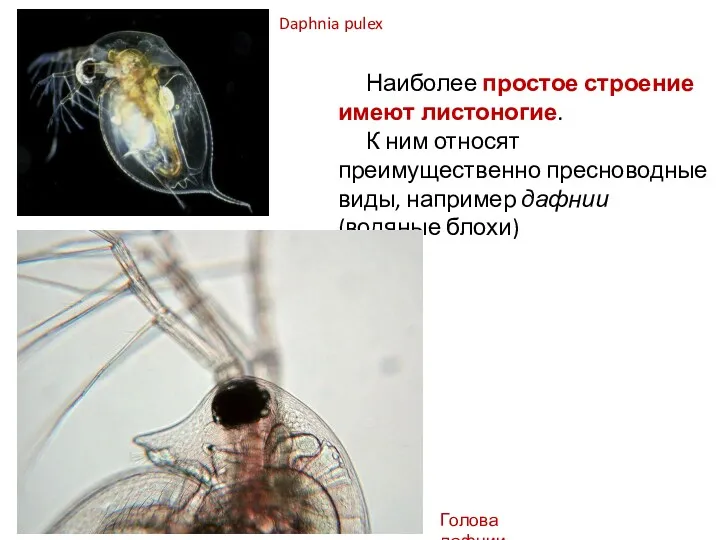 Наиболее простое строение имеют листоногие. К ним относят преимущественно пресноводные