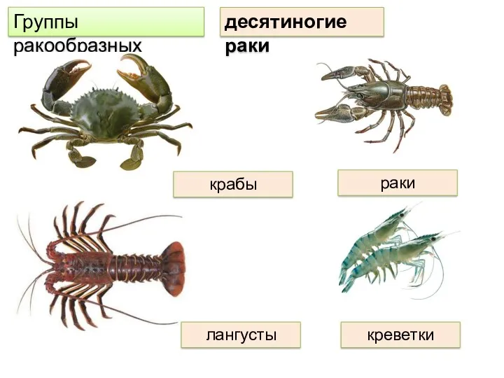 десяти­ногие раки Группы ракообразных креветки крабы ра­ки лангусты