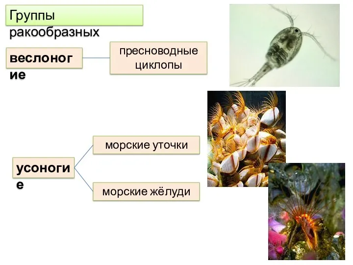 веслоногие Группы ракообразных пресноводные циклопы морские уточки морские жёлуди усоногие