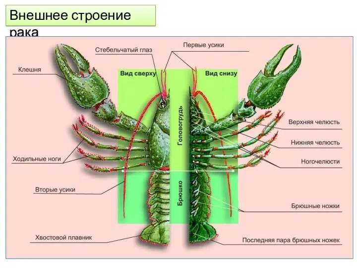 Внешнее строение рака