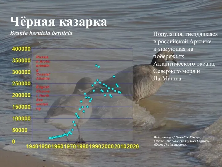 Чёрная казарка Branta bernicla bernicla Data courtesy of Barwolt S.