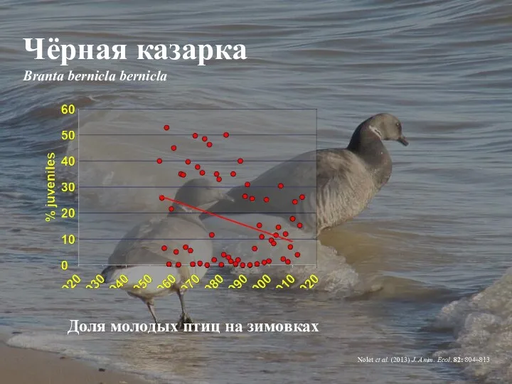 Чёрная казарка Branta bernicla bernicla Nolet et al. (2013) J.