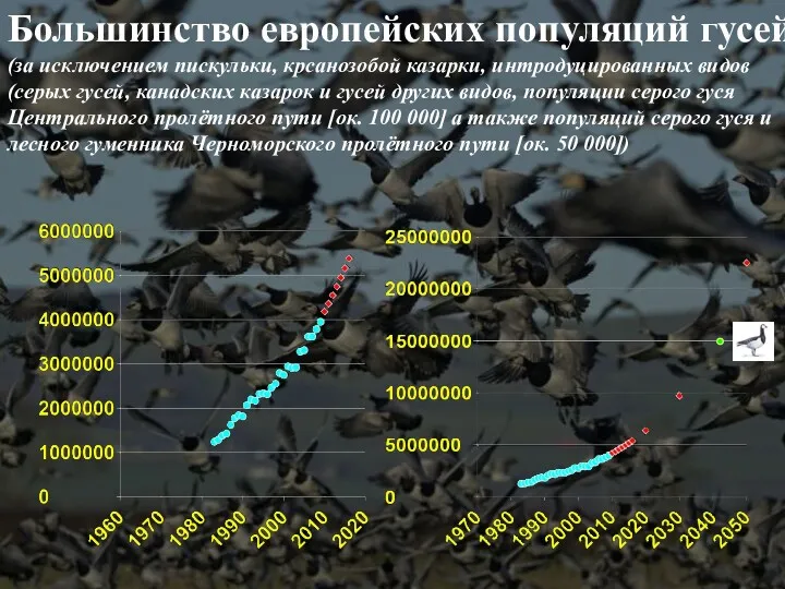 Большинство европейских популяций гусей (за исключением пискульки, крсанозобой казарки, интродуцированных