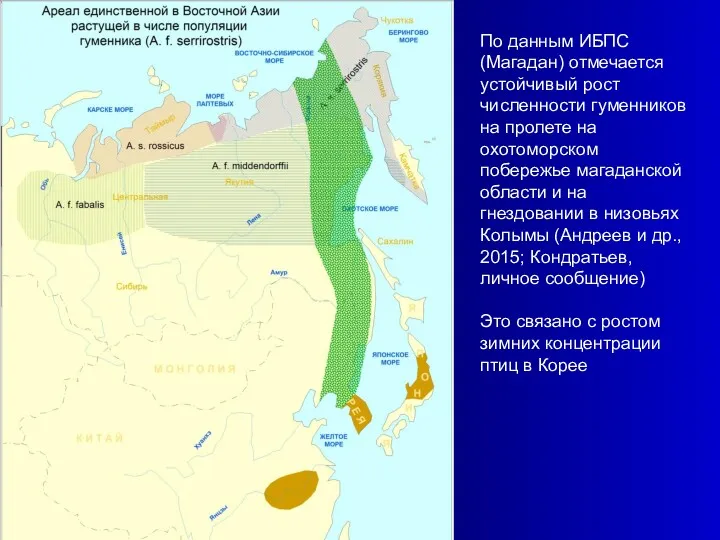 По данным ИБПС (Магадан) отмечается устойчивый рост численности гуменников на