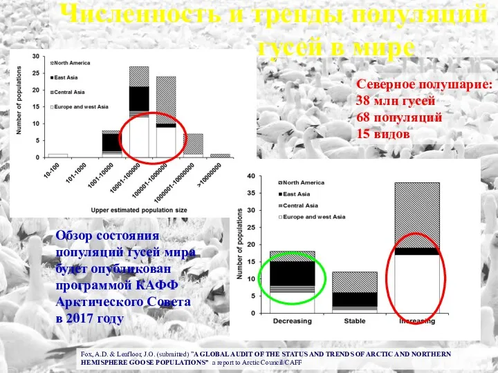 Численность и тренды популяций гусей в мире Fox, A.D. &