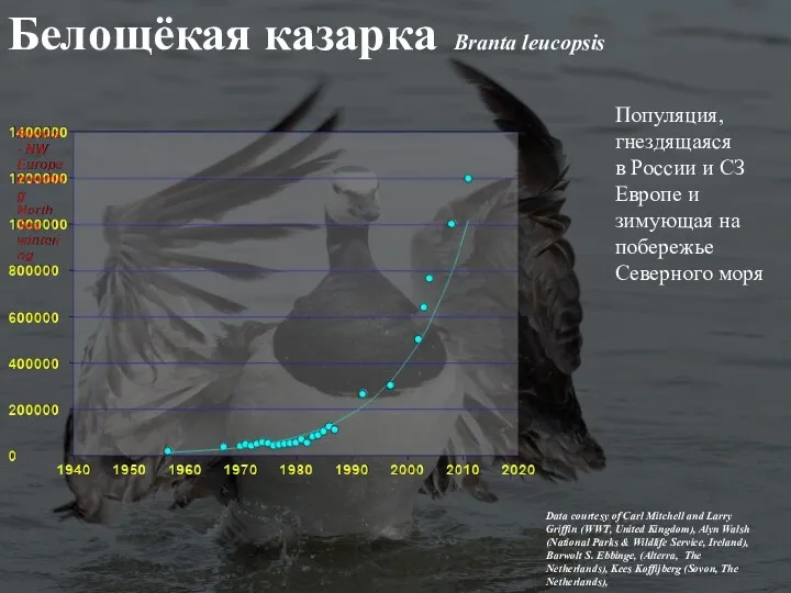 Белощёкая казарка Branta leucopsis Data courtesy of Carl Mitchell and