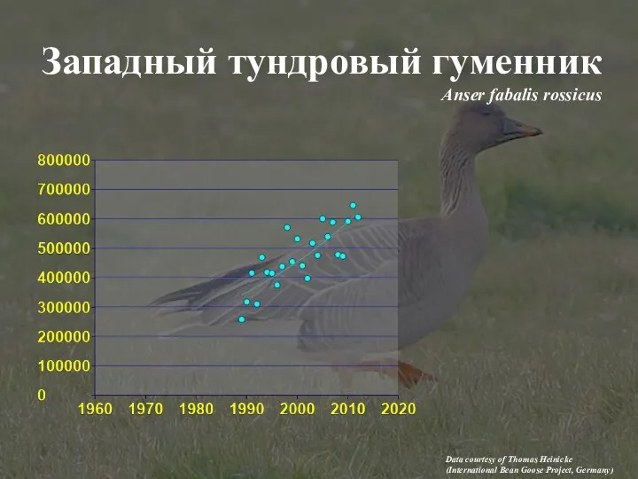 Западный тундровый гуменник Anser fabalis rossicus Data courtesy of Thomas Heinicke (International Bean Goose Project, Germany)