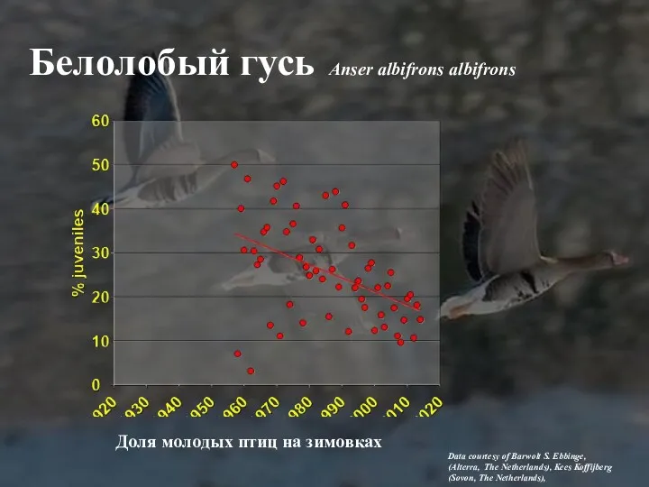 Белолобый гусь Anser albifrons albifrons Data courtesy of Barwolt S.