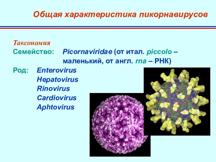 Общая характеристика пикорнавирусов Таксономия Семейство: Picornaviridae (от итал. piccolo – маленький, от англ.