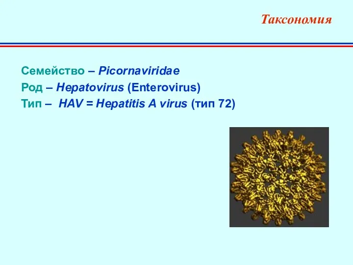 Таксономия Семейство – Picornaviridae Род – Hepatovirus (Enterovirus) Тип – HAV = Hepatitis