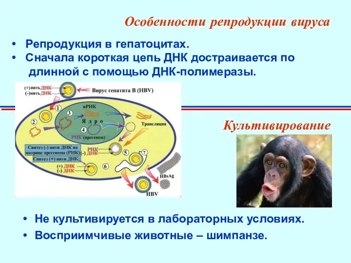 Особенности репродукции вируса Культивирование Не культивируется в лабораторных условиях. Восприимчивые животные – шимпанзе.