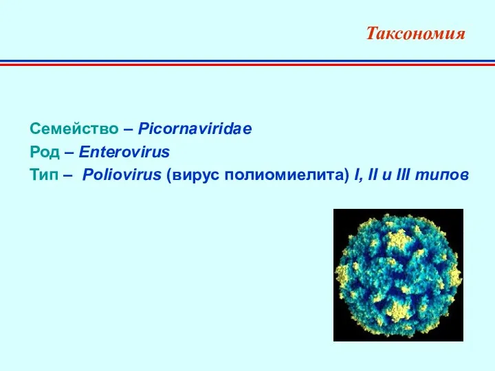 Таксономия Семейство – Picornaviridae Род – Enterovirus Тип – Poliovirus (вирус полиомиелита) I,