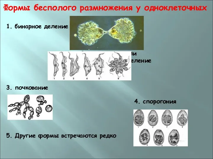 Формы бесполого размножения у одноклеточных 1. бинарное деление 2. шизогония,