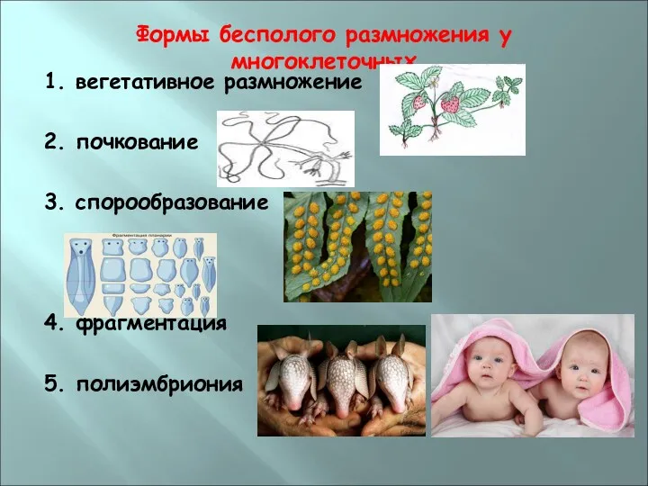 Формы бесполого размножения у многоклеточных 1. вегетативное размножение 2. почкование 3. спорообразование 4. фрагментация 5. полиэмбриония