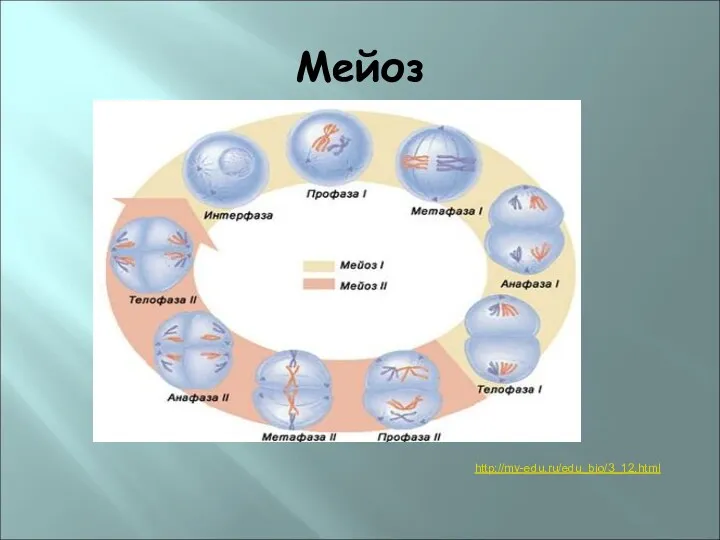 Мейоз http://my-edu.ru/edu_bio/3_12.html