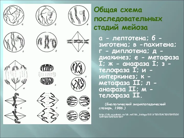 Общая схема последовательных стадий мейоза а - лептотена; б -зиготена;