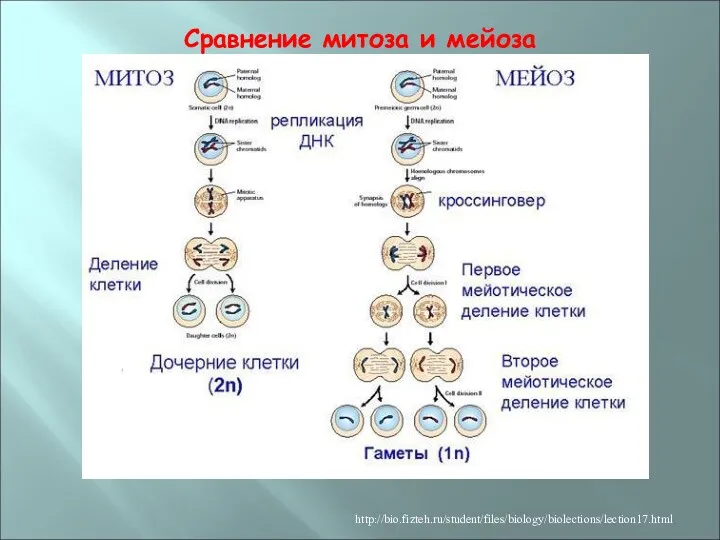 Сравнение митоза и мейоза http://bio.fizteh.ru/student/files/biology/biolections/lection17.html