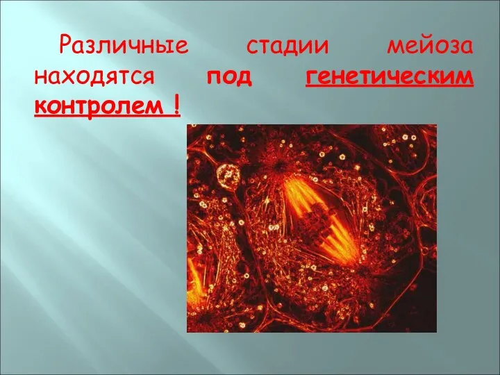 Различные стадии мейоза находятся под генетическим контролем !