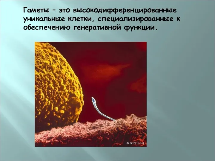 Гаметы – это высокодифференцированные уникальные клетки, специализированные к обеспечению генеративной функции.