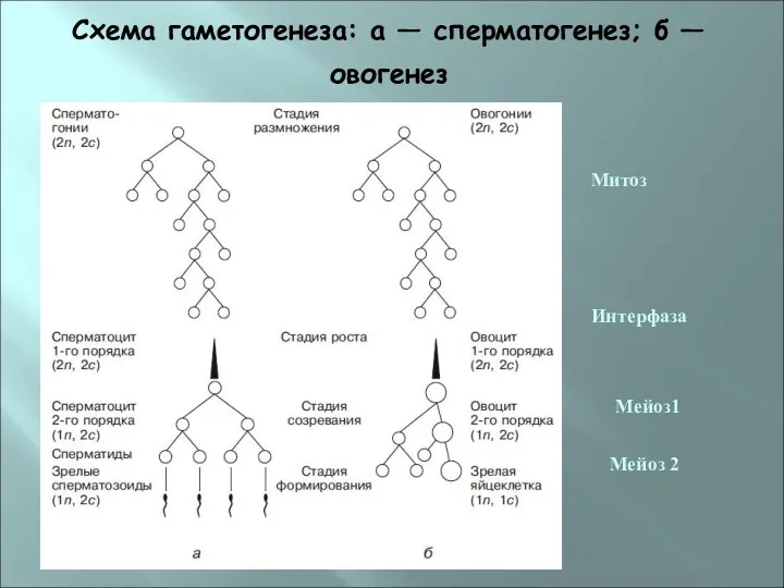 Схема гаметогенеза: а — сперматогенез; б — овогенез Мейоз1 Митоз Интерфаза Мейоз 2