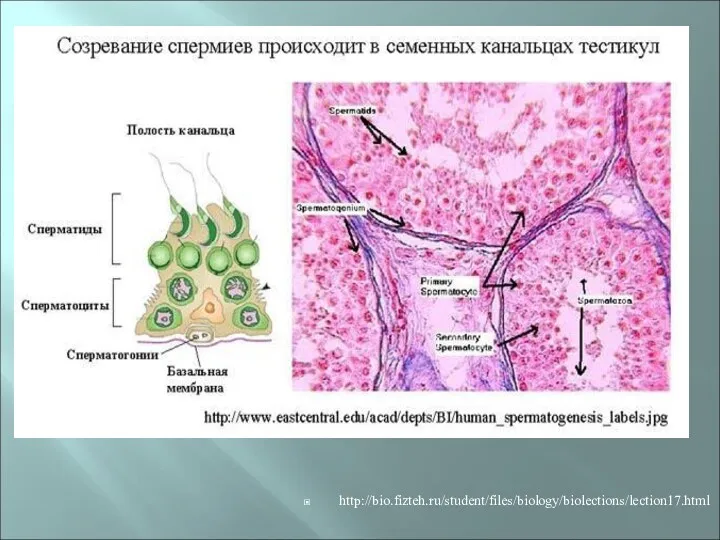 http://bio.fizteh.ru/student/files/biology/biolections/lection17.html